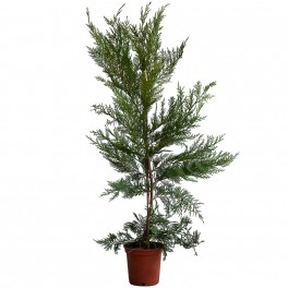 Cupressus Leylandii 60 cm (maceta 15 cm ø)