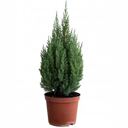 Juniperus da China