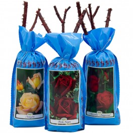 Rosal Grandiflora en sachet, coloris au choix