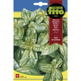 Llavor aromàtica Alfàbrega gegant Genovesa