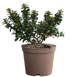 Escalonia (maceta 19 cm ø)