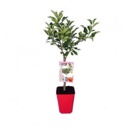 Manzano enano Sun Red (maceta 7 litros)