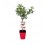 Manzano enano Sun Red (maceta 7 litros)