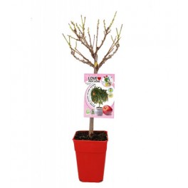 NEctarina anã Garden Beauty (pote de 7 litros)