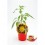Pimiento picante Hot Lemon (maceta 10,5 cm Ø)