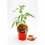 Pimiento picante Cherry Bomb (maceta 10,5 cm Ø)