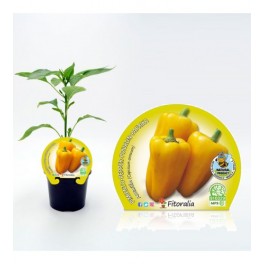 Pimiento amarillo (maceta 10,5 cm Ø)