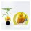 Pimiento amarillo (maceta 10,5 cm Ø)
