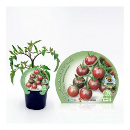 Tomate cherry black (vaso de 10,5 cm Ø)