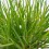 Bulbine frutescens (test 19 cm ø)
