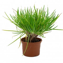 Bulbine frutescens (test 19 cm ø)