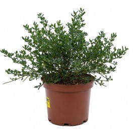 Ceanothus (vaso de 19 cm ø)
