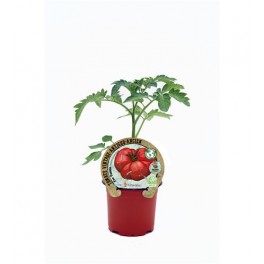 Tomate feio Tudela (vaso de 10,5 cm Ø)