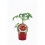 Tomate feio Tudela (vaso de 10,5 cm Ø)