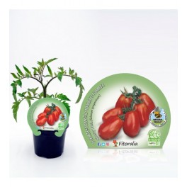 Tomate cherry pera vermelho (vaso de 10,5 cm Ø)