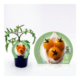 Tomate cherry amarillo (maceta 10,5 cm Ø)