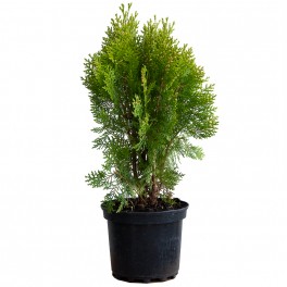 Thuya Danica (pot 19 cm ø)