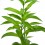 Cestrum nocturnum ou dama-da-noitee