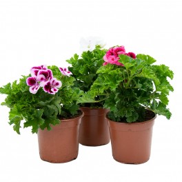 Gerânio amor-perfeito (vaso 13 cm ø)