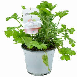 Gerani Avellana (test 13 cm Ø)