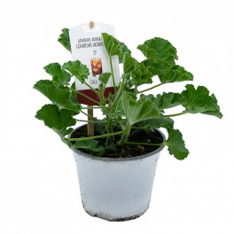 Geranium Cola (vaso de 13 cm Ø)