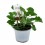 Geranium Cola (vaso de 13 cm Ø)