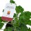 Geranium Cola (vaso de 13 cm Ø)