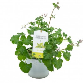 Gerani Llimona antimosquits
