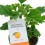 Geranio Orange (maceta 13 cm Ø)