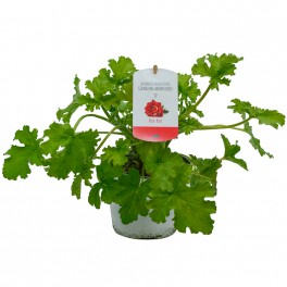 Geranio Rosa (maceta 13 cm Ø)