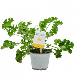 Gerani Lemon (test 13 cm Ø)