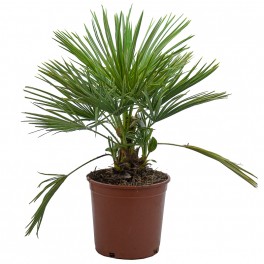 Palmito (maceta 20 cm ø)