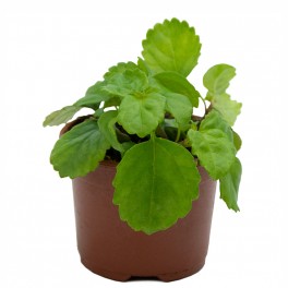 Planta del dinero