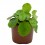 Planta del dinero