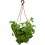 Planta del dinero