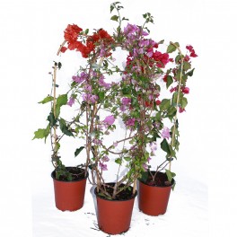Bouganvillier (pot 19 cm ø)