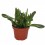 Crassula 'Hobbit' Horntree (vaso 9 cm ø)