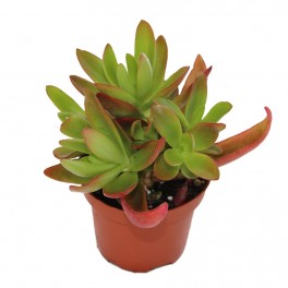 Fogueira de Crassula (panela 9 cm ø)