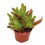 Fogueira de Crassula (panela 9 cm ø)