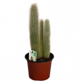 Cleistocactus Strausii