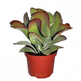 Kalanchoe thyrsiflora