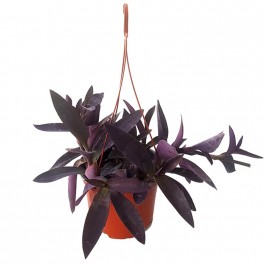 Tradescantia purpurea (test 14 cm ø)