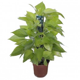 Potos neon em tutor de 40 cm (vaso de 17 cm de diâmetro)
