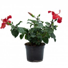 Hibiscus (maceta 15 cm Ø)