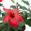 Hibiscus (maceta 15 cm Ø)