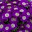 Cineraria (vaso 14 cm ø)