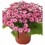 Cineraria (vaso 14 cm ø)