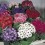 Cineraria (vaso 14 cm ø)