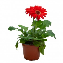 Gérbera (vaso 12 cm Ø)