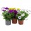 Dimorphoteca ou Marguerite Africaine